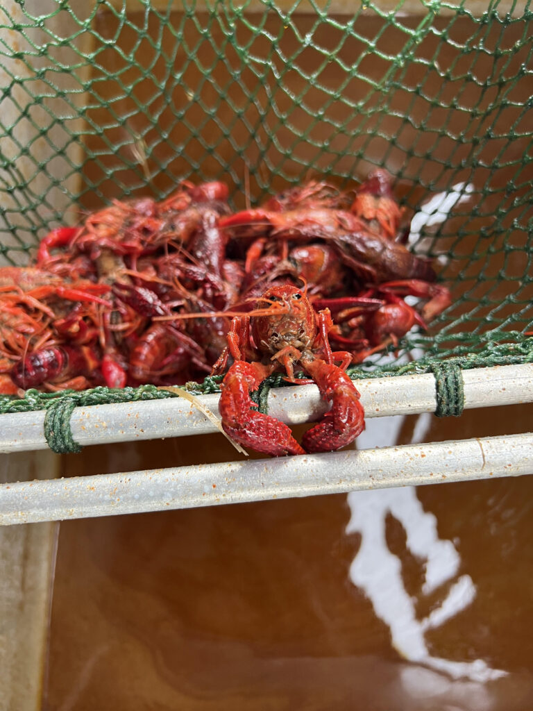 Crawfish Closeup